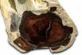 Polished Petrified Wood (Cherry) Limb Section - McDermitt, Oregon #346216-1
